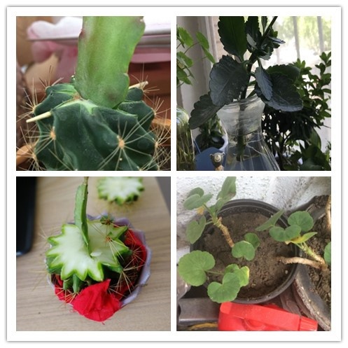 植物无性生殖.jpg